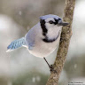 Meet your Posher, Kailee